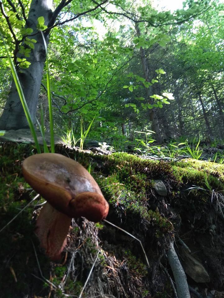 Babia Chata Zawoja Buitenkant foto