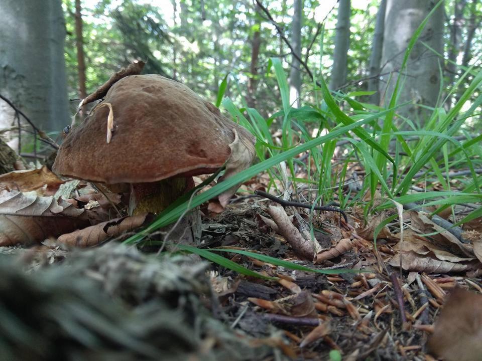 Babia Chata Zawoja Buitenkant foto